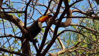 toca da onça Pantanal - 6