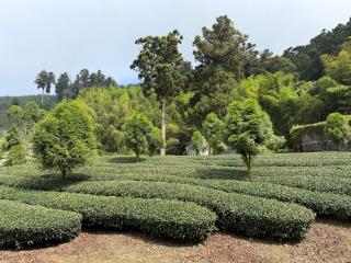 Alishan Mao Hsin - 5