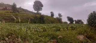 Asaad Thath Village Stay ,Nagtibba Area - 1