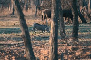 Hemel Bushveld Lodge - 1
