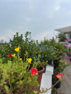 Roses Homestay Cozy Entire First Floor - 2