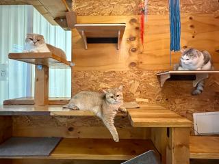 Architect's Cat Hanok - Sindal House Gyeongju - 2