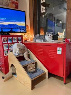 Architect's Cat Hanok - Sindal House Gyeongju - 1