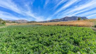 Cortijo La Monja Antequera - La Higuera by Ruralidays - 5