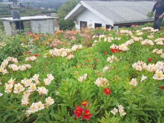 Homestay low buget in nuwara eliya - 4