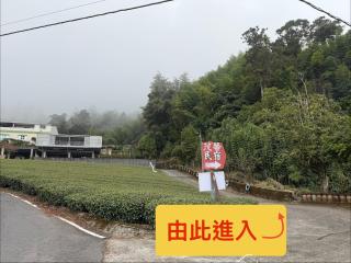 Alishan Mao Hsin - 2