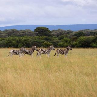 Kranskop Lodge - 2