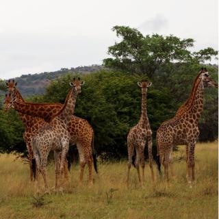 Kranskop Lodge - 5