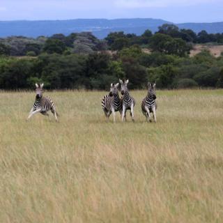 Kranskop Lodge - Modimolle - 1