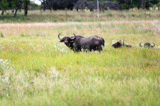 Kranskop Lodge - 6