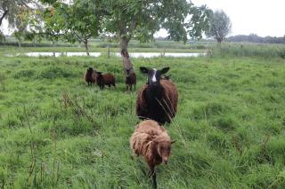 Country house 130m2 near Utrecht, Amsterdam and the Loosdrecht Lakes - 0