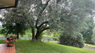 B&B Ernestine Family Home e "La Casa tra gli Ulivi" - 8