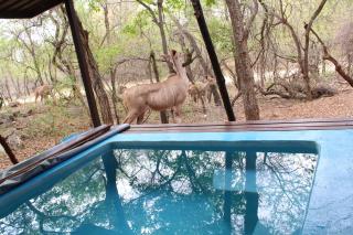 Vakantiehuis ''Mhofu'' Krugerpark - 9