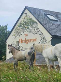 The Hedgerow Kilshanny - 9