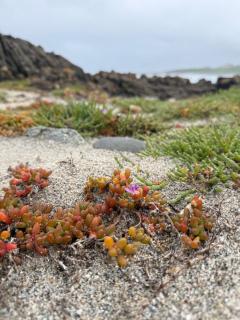 Olearia - Oceanfront Nature Escape King Island - 7