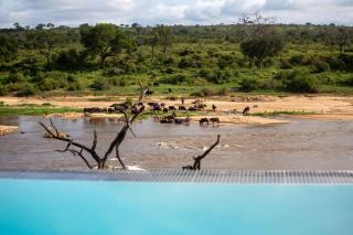 Buffalo Brooke - Mjejane Game Reserve - 9