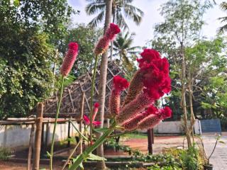 Villa Saawan Saaya-Varkala, Kerala - Varkala - 1