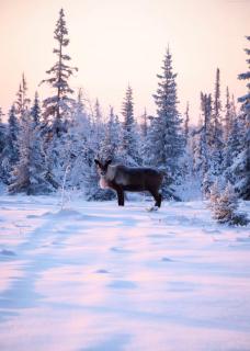 Ounasvaara Suites - Arctic Stay & Private Sauna - 3