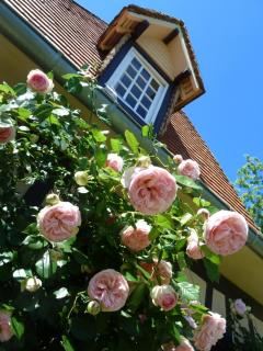 le clos Sainte Helene - Glos-sur-Risle - 7