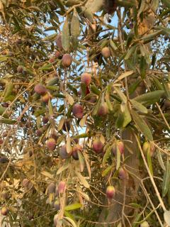 Olive House - 5