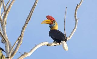 Sulawesi Birding Expedition - 8