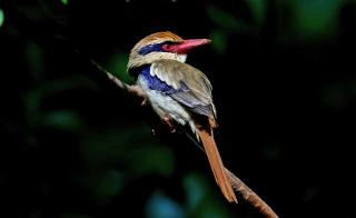Sulawesi Birding Expedition - 3
