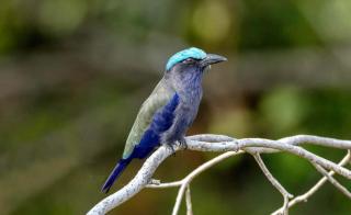 Sulawesi Birding Expedition - 2