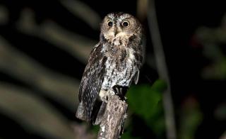Sulawesi Birding Expedition - Paniki - 2