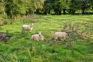 Tinnashrule Farm Family Stay Studio Ferns Co Wexford by SOS Stays - Enniscorthy - 1