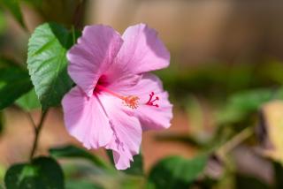 heart of ayurveda resort - 6