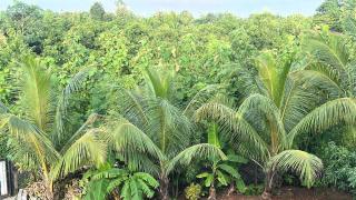 Vasant Vihar Farm House - 9