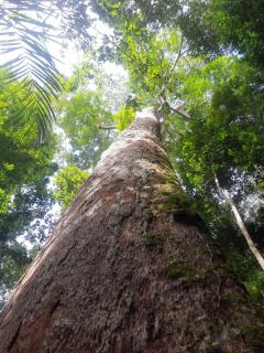Amazonas Eco Tour - Private Jungle Tour, River Tour or Great Adventure TOUR INCLUDED ONLY IN DELUXE ROOMS - 1