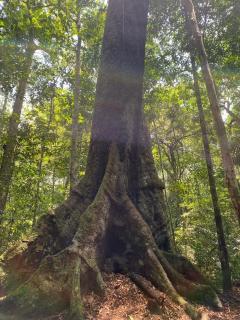 Amazonas Eco Tour - Private Jungle Tour, River Tour or Great Adventure TOUR INCLUDED ONLY IN DELUXE ROOMS - 6