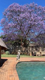 Mango Guest Lodge - 0