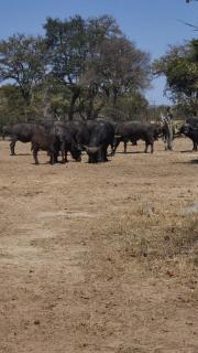 Hwange Mobile Safari- Little Roz Tours - 6