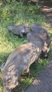 Hwange Mobile Safari- Little Roz Tours - 2