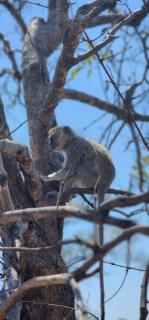 Hwange Mobile Safari- Little Roz Tours - 1