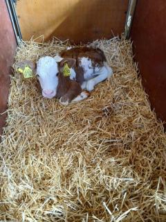 Sollingerhof Familie Hogger - 1