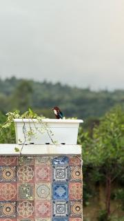Jharna Farmhouse, Burjkotia Waterfall, Morni Hills - 3