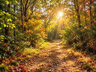 "Heeser Hof" Gemütliche Auszeit am Nationalpark Maasduinen "Hunde willkommen" Wanderwege direkt ab Hof - 8