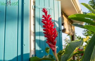 Rose de Porcelaine - Charming Creole house - 3