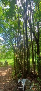 Napahong Treehouse forest camp - 6
