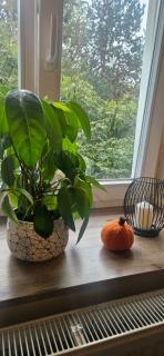 Selecta Apartment Olomouc - 8