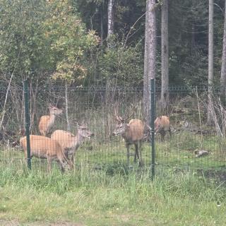 Peaceful Cottage Near the Sea with Deer & Sheep - 4