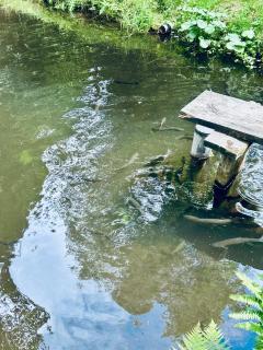 Ferienhaus Festenburg Waldidylle mit Lagerfeuer & Naturerlebnis - 1
