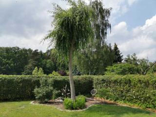 Big Mama_s Home - 3