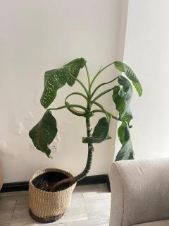 Rosvile Apartment - 9