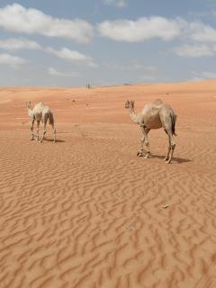 Bedouin House - 1