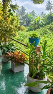 Serenity Homestay - 3