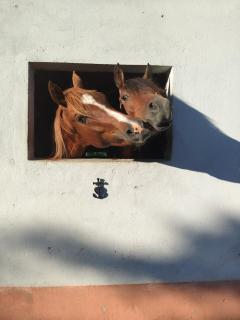 B&B Francolino - 9